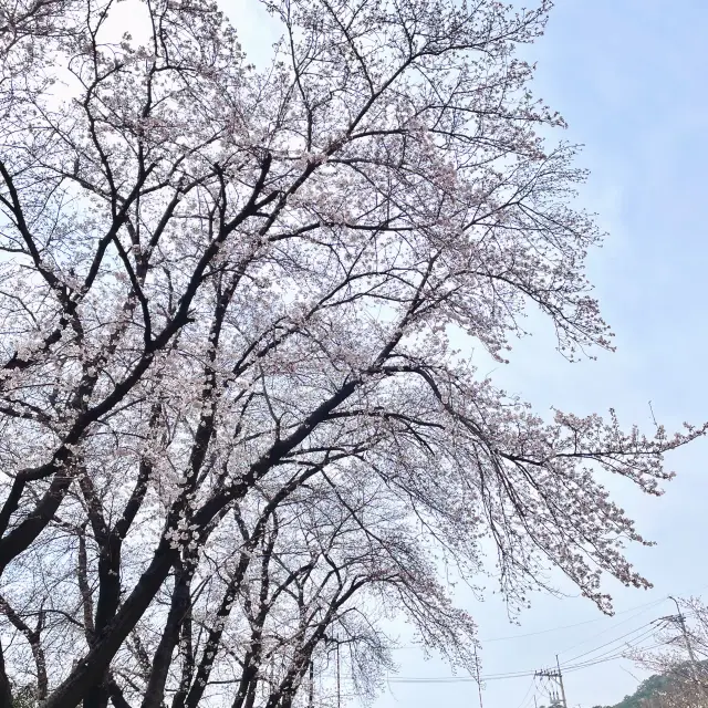 Gyeonghwa Station Enchanting Blossoms