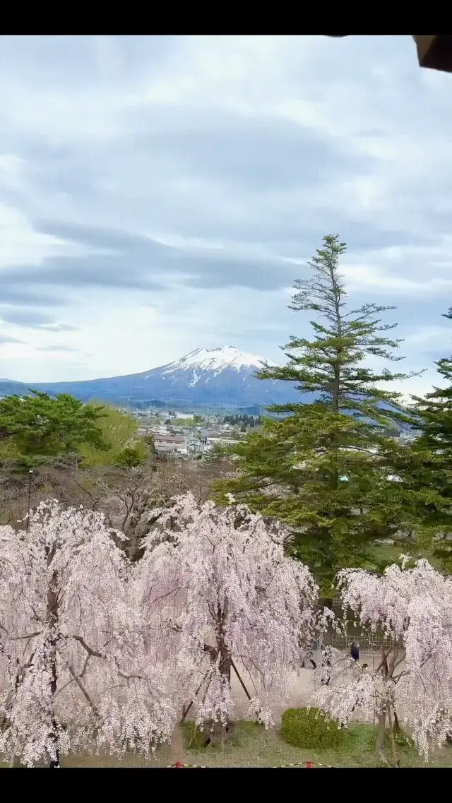 【青森】桜まつり開催！東北最大桜スポット🌸