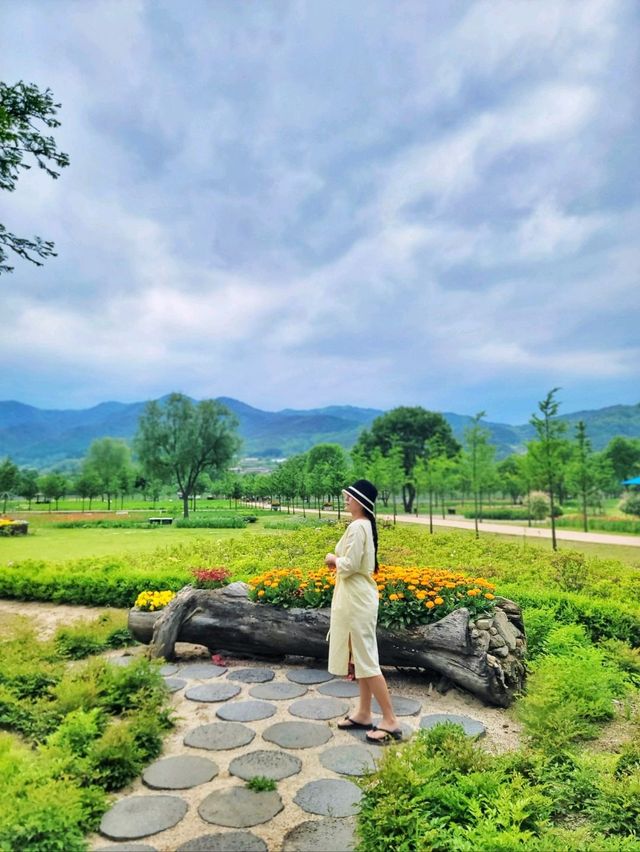 보라수선화가 핀 양구꽃놀이 명소💜