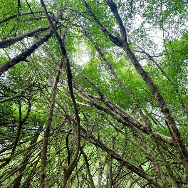 石炭記念公園：寧靜翠綠