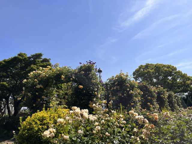 港の見える丘公園で楽しむバラ🌹@横浜