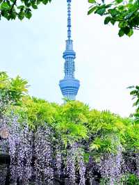 東京龜戶天神社