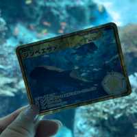 【沖縄観光】優雅に泳ぐジンベイザメが魅力の水族館