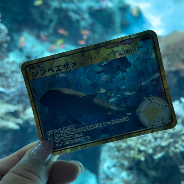 【沖縄観光】優雅に泳ぐジンベイザメが魅力の水族館