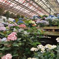 Full blooms on greenhouse