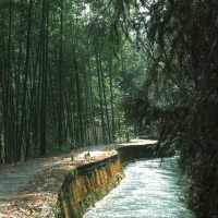 「星湖竹林：春天好去處，攝影愛好者的天堂」