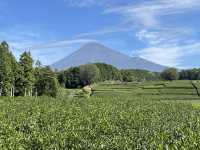 靜岡縣限定景色、茶畑加富士山