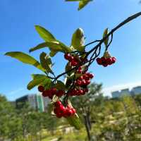 Miro Park：花園中的自然之美