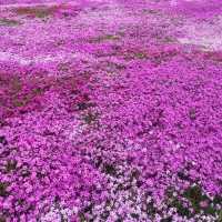 Hokkaido 🌸Higashimokoto Shibazakura