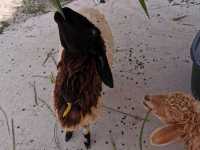Viva Foresta Farm