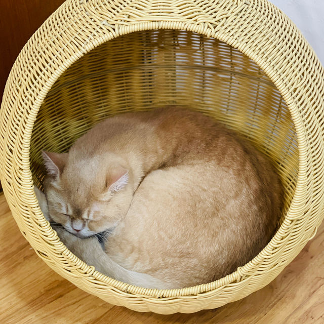 Feline Fun for the Whole Family: Chucky Cat Cafe Delights!