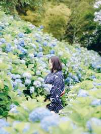 ここ知ってる？？【死ぬまでに見たい絶景】男鹿の紫陽花寺　雲昌寺🫧🫧