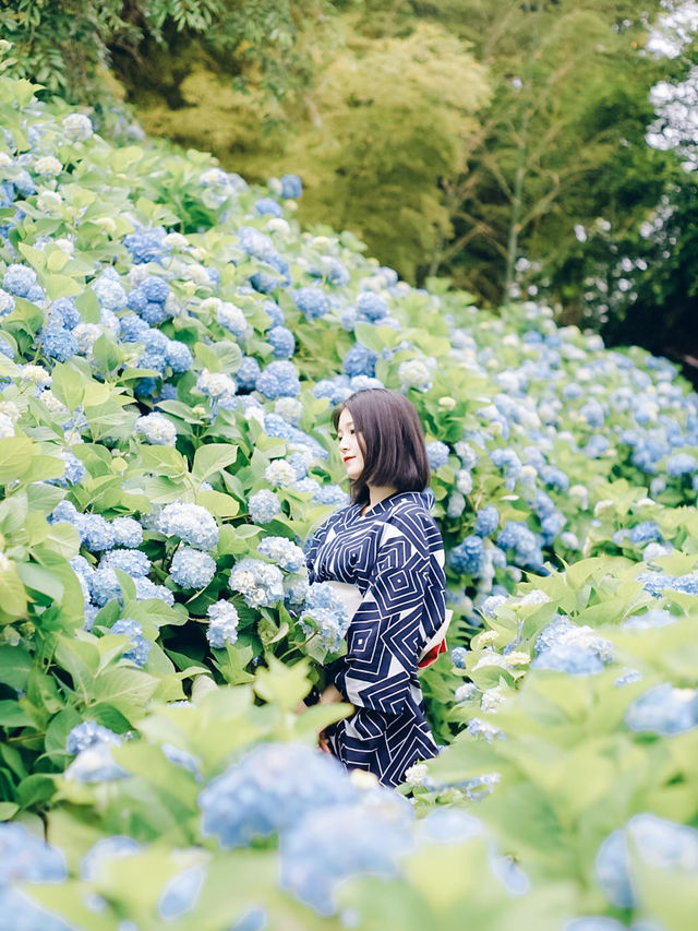 ここ知ってる？？【死ぬまでに見たい絶景】男鹿の紫陽花寺　雲昌寺🫧🫧