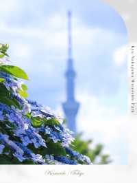 〖亀戸/東京〗 紫陽花×スカイツリーの絶景が楽しめる旧中川水辺公園◌𓈒𓐍