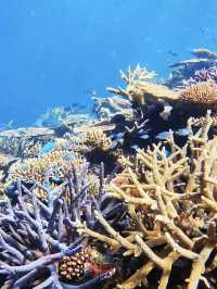 Diving at port Douglas 