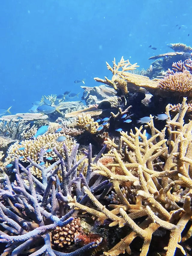 Diving at port Douglas 