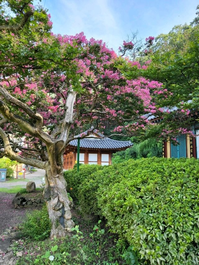 500년된 배롱나무가 있는 영동 반야사