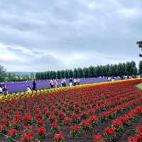富良野富田農場-參觀彩虹般夢幻的拼布花田，北海道必到景點