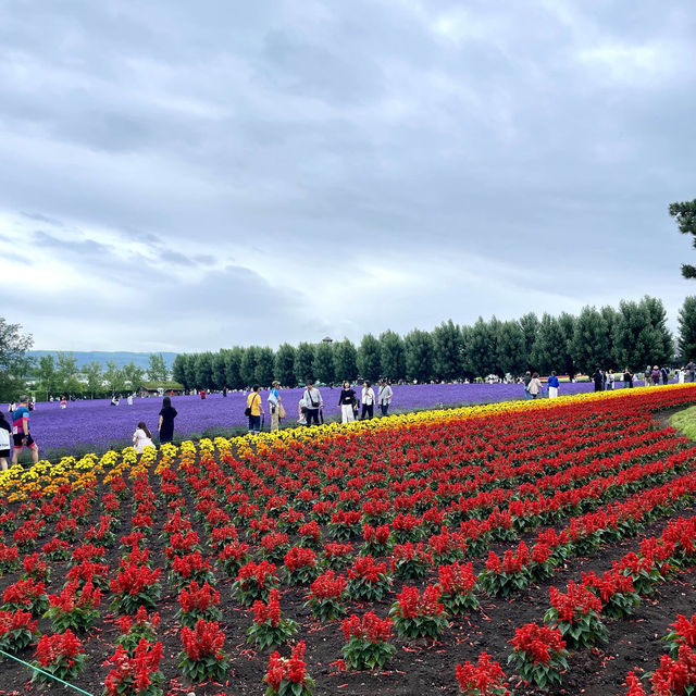 富良野富田農場-參觀彩虹般夢幻的拼布花田，北海道必到景點