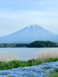 東京自駕河口湖～運氣好到爆才能看到富士山🗻
