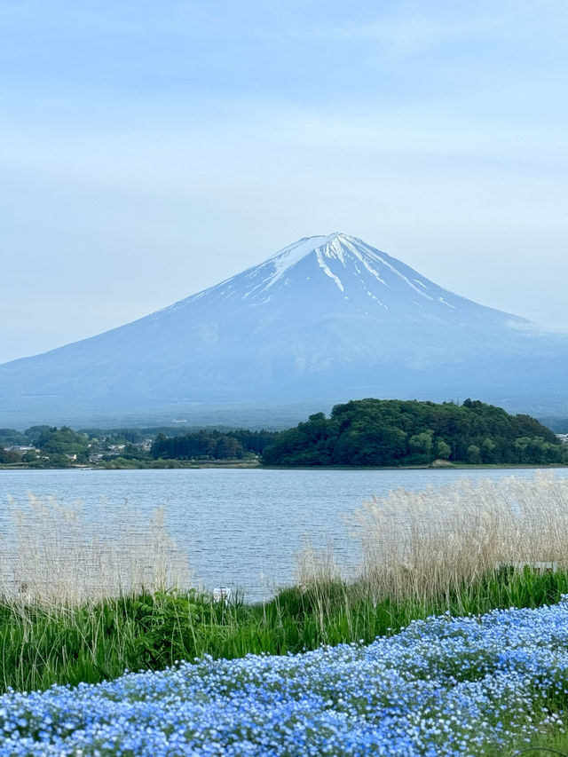 東京自駕河口湖～運氣好到爆才能看到富士山🗻