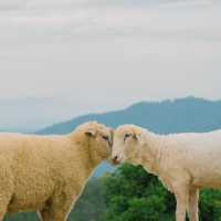 น่ารักเกินต้าน! Akha Farmville  🐑🌳