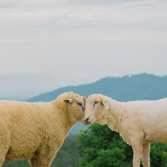 น่ารักเกินต้าน! Akha Farmville  🐑🌳