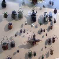 Dive into a World of Art, Science, and Culture – Discover Houston’s Museum District