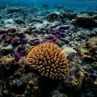 **🌊 Enjoy the Beautiful Coral Reef in Phi Phi Island! 🌴**