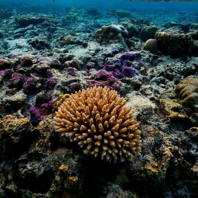 **🌊 Enjoy the Beautiful Coral Reef in Phi Phi Island! 🌴**