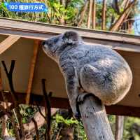 澳洲雪梨-野生動物園與無尾熊合照：Featherdale野生動物園