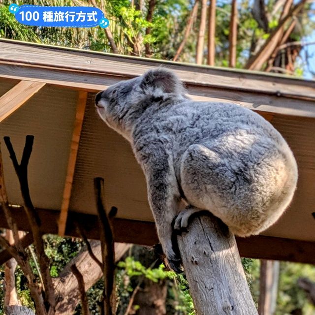 澳洲雪梨-野生動物園與無尾熊合照：Featherdale野生動物園