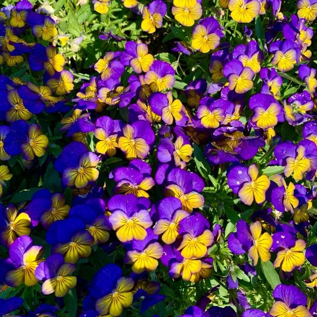 🇰🇷 Everland’s Spring Bloom Spectacular