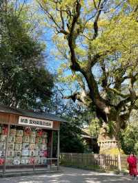 Early Cherry Blossom 2024 in Nagoya 