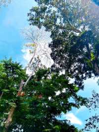 The Importance of Elephant Rescue at Elephant Sanctuary Kuala Gandah