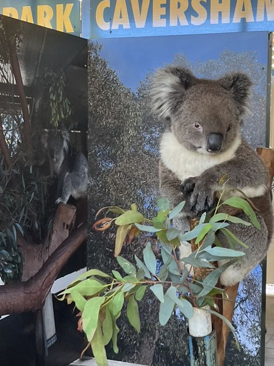 【オーストラリア/パース】人気者たちに会える動物園🐨