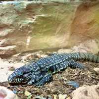 🌎廣州動物園～可愛動物世界🌎