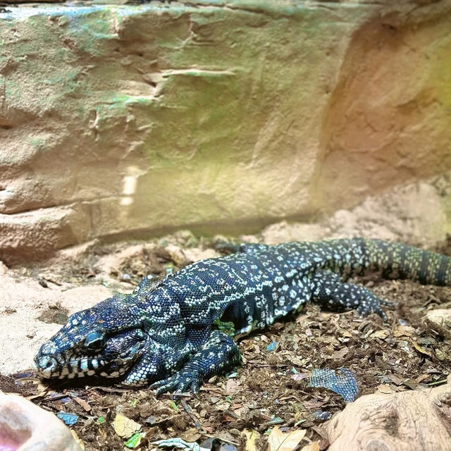 🌎廣州動物園～可愛動物世界🌎