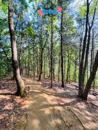 🇰🇷 Gamaksan Viewing Observatory Forest Trail