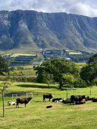 High Season Farm, South Africa 🐮🐄