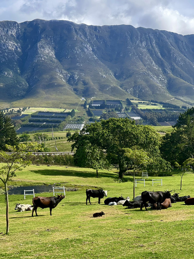 High Season Farm, South Africa 🐮🐄