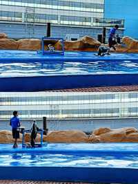 🇵🇭 Sea Lion Show 📍Manila Ocean Park