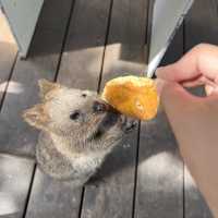 世界一幸せな動物