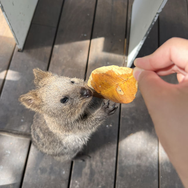 世界一幸せな動物