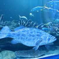 "Underwater Wonders: A Review of Aquaria KLCC"