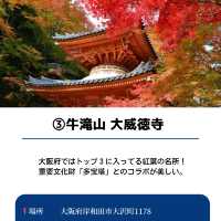 【保存必須!!】2024 大阪の紅葉スポット