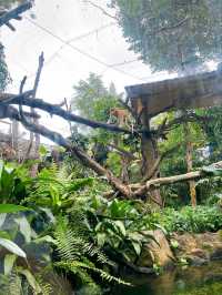 Outdoor Adventure at Singapore Zoo