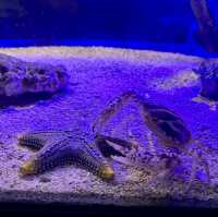 A Fascinating Experience at Underworld Langkawi Aquarium