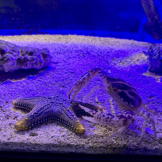 A Fascinating Experience at Underworld Langkawi Aquarium