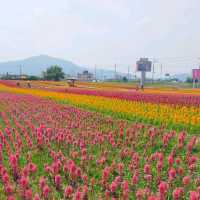 【江原道】100万本の花が咲く絶景のお花畑♡
